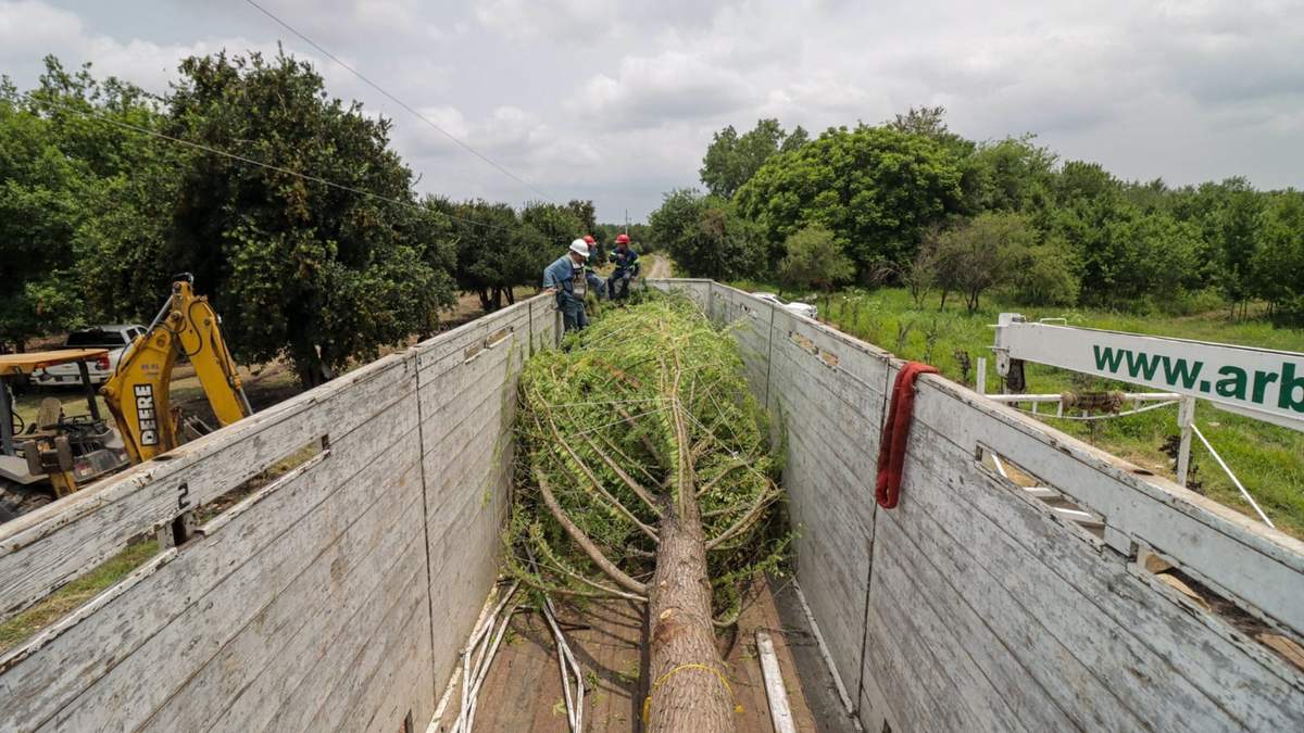 El árbol que será plantado