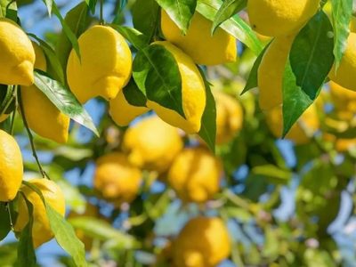 La forma simple de germinar tus propios limoneros con solo un limón