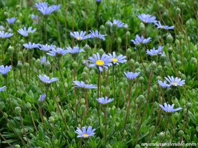La planta de rápido crecimiento que resiste el frío y tiene las flores más hermosas para decorar tu jardín
