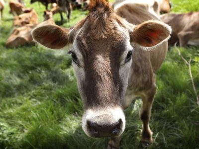 Con 100 millones de aves muertas, la industria podría servir de ejemplo a granjeros ante gripe aviar