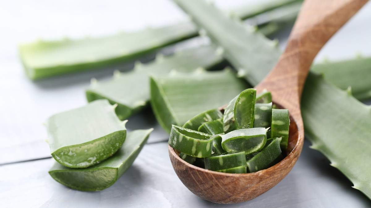 Suculenta aloe vera. Fuente: (Instagram)