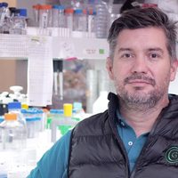 Científicos argentinos podrían hacer animales para trasplantes de órganos a humanos a fin de año