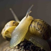 2 ingredientes de cocina que debés poner en tu jardín y que los caracoles y babosas odian