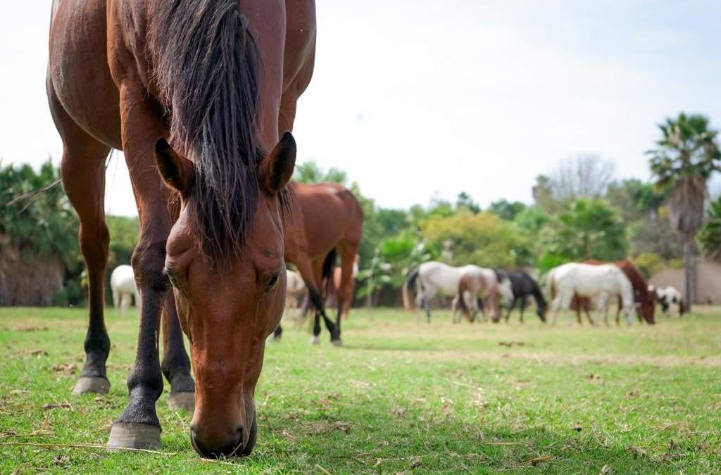 Cuacolandia, santuario para caballos fundado por Elena Larrea