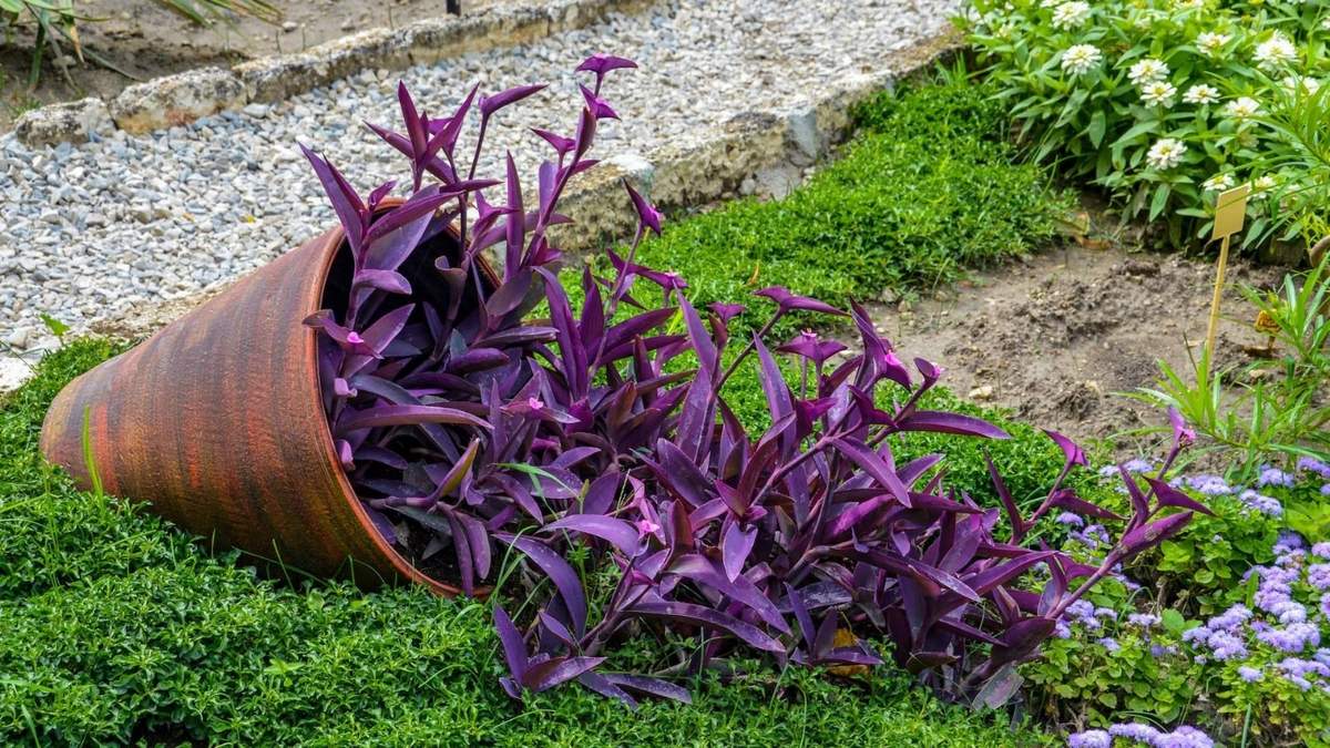 Planta. Fuente: (X)