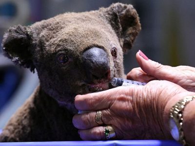 Australia planea salvar a la población de koalas tras los incendios