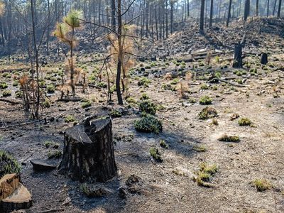 San Miguel Topilejo: un bosque en cenizas, una comunidad amenazada