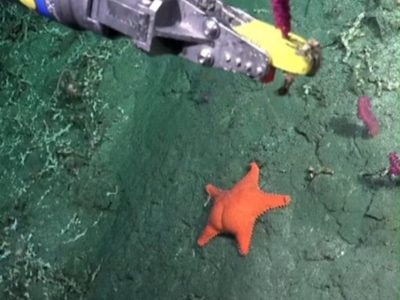 La estrella de mar "culona" que es furor en las redes
