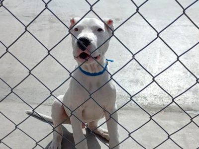 La Policía detuvo a dos hombres por crueldad en animales y rescató a un Dogo Argentino