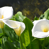 El secreto para cuidar tus plantas de Cala y que exploten de flores en tu jardín