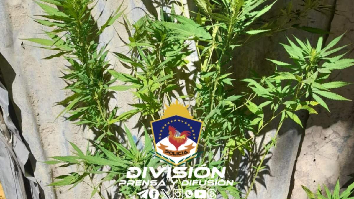 Las plantas halladas en Chos Malal. Fuente: (Policía de Neuquén)
