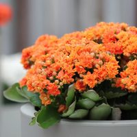 Recomiendan tener flores y plantas para mejorar el estado de ánimo