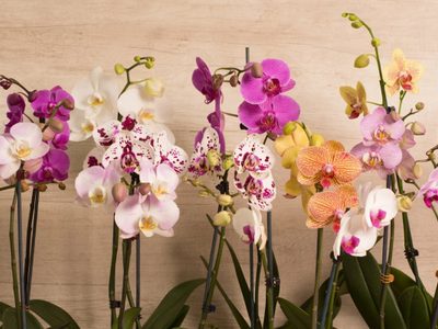 Si tus Orquídeas pierden las flores, no te asustes mirá este truco de los jardineros para recuperarlas sin gastar un peso