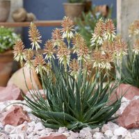 La planta que muestra sus mejores flores en invierno y soporta muy bien las heladas
