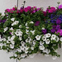 Las plantas fáciles de cuidar que dan flores todo el año y son tendencia para decorar tu casa o jardín