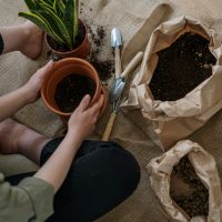 Los cuidados clave para tener una sansevieria saludable