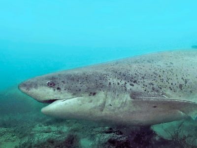 Río Negro: hallaron más de 100 tiburones bacota en el Golfo San Matías