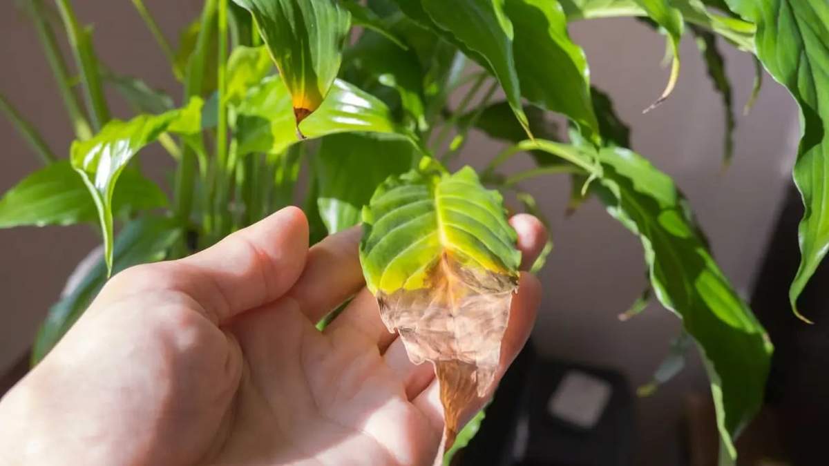 Plantas. Fuente: (Instagram)