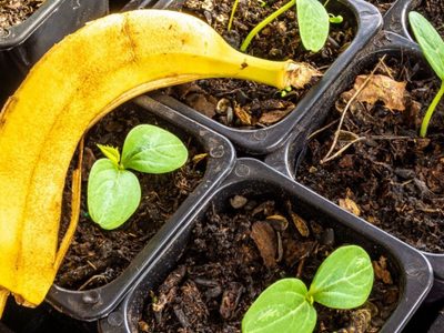 Este tip con banana es oro puro para tus plantas: chau hojas amarillas en poco tiempo
