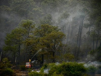 Jalisco ocupa el primer lugar en México con la mayor superficie forestal quemada: Conafor