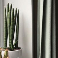 La planta recomendada por la NASA y que es ideal para el dormitorio
