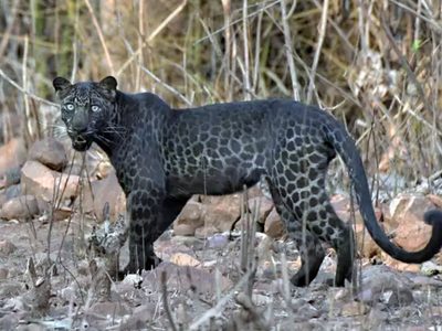 India: un joven de 23 años fotografió a un extraño felino