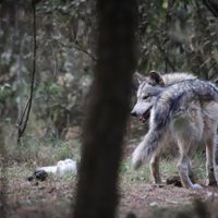 Lobo gris que se había escapado en el Edomex fue capturado gracias a la ayuda de los vecinos