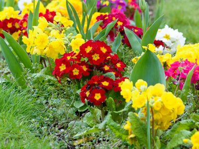 No tires los clavos oxidados y utilizalos de esta forma para que tus plantas se llenen de flores y se vuelvan rozagantes