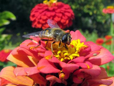 Los insectos que no tenés que ahuyentar de tu jardín si querés una huerta sana y hermosa