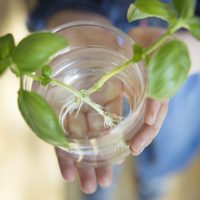 Conocé cuáles son las mejores plantas para cultivar en agua