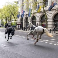 Cinco caballos militares se escapan por el centro de Londres, hieren a 4 personas y desatan el caos