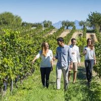 El enoturismo toma medidas de prevención por coronavirus