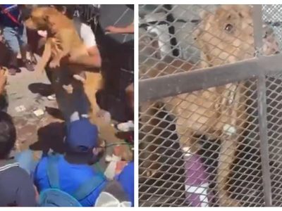 Rescatan al perro pitbull que intentó proteger a su dueña de ser linchada en Taxco
