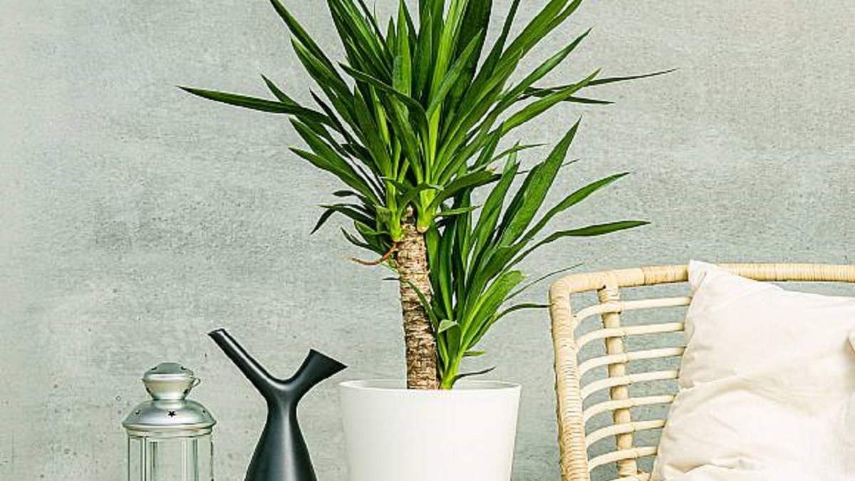 Plantas de interior. Fuente: (X)