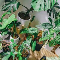 4 plantas de las que nunca escuchaste hablar