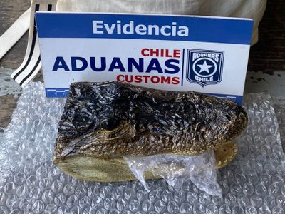 Sorprendente hallazgo en el paso fronterizo: detectaron cabeza de yacaré en el equipaje de un turista
