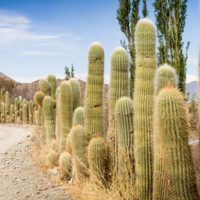 Cachi: la joya de Salta que tenés que visitar