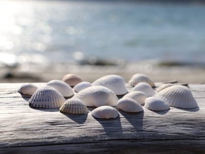 Desempolvá los caracoles que tenés de la playa: creá este fabuloso y original portallaves