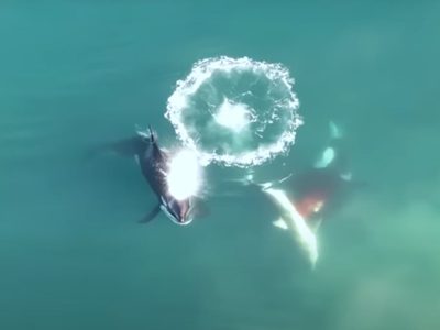 Documentan, por primera vez, a orcas cazando a un gran tiburón blanco (Video)