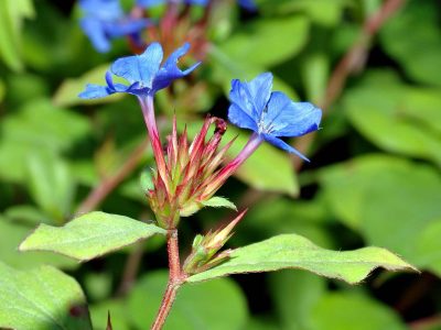 La planta más linda del otoño: fácil de cuidar y de hermosos colores