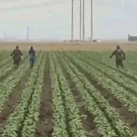 Redadas del ICE llegan a campos agrícolas de California (Video)