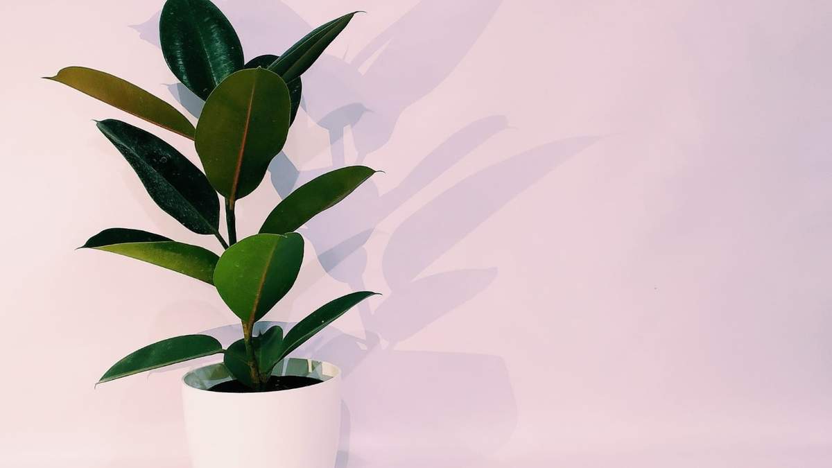 Plantas. Fuente: (Instagram)