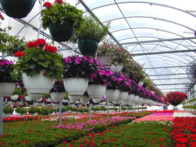 Producir plantas y flores ornamentales en época de cuarentena
