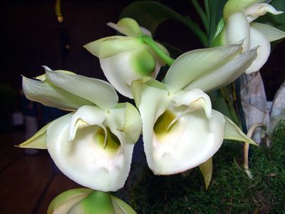La curiosa y exótica planta que "dispara" el polen y que realza la deco de tu sala: mirá cómo cuidarla