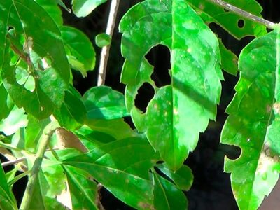 El poderoso insecticida que evita la aparición de plagas en tus plantas, con un ingrediente que siempre tirás