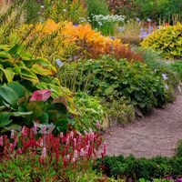 La planta exótica y bicolor que vas a querer tener en tu jardín para darle un toque único