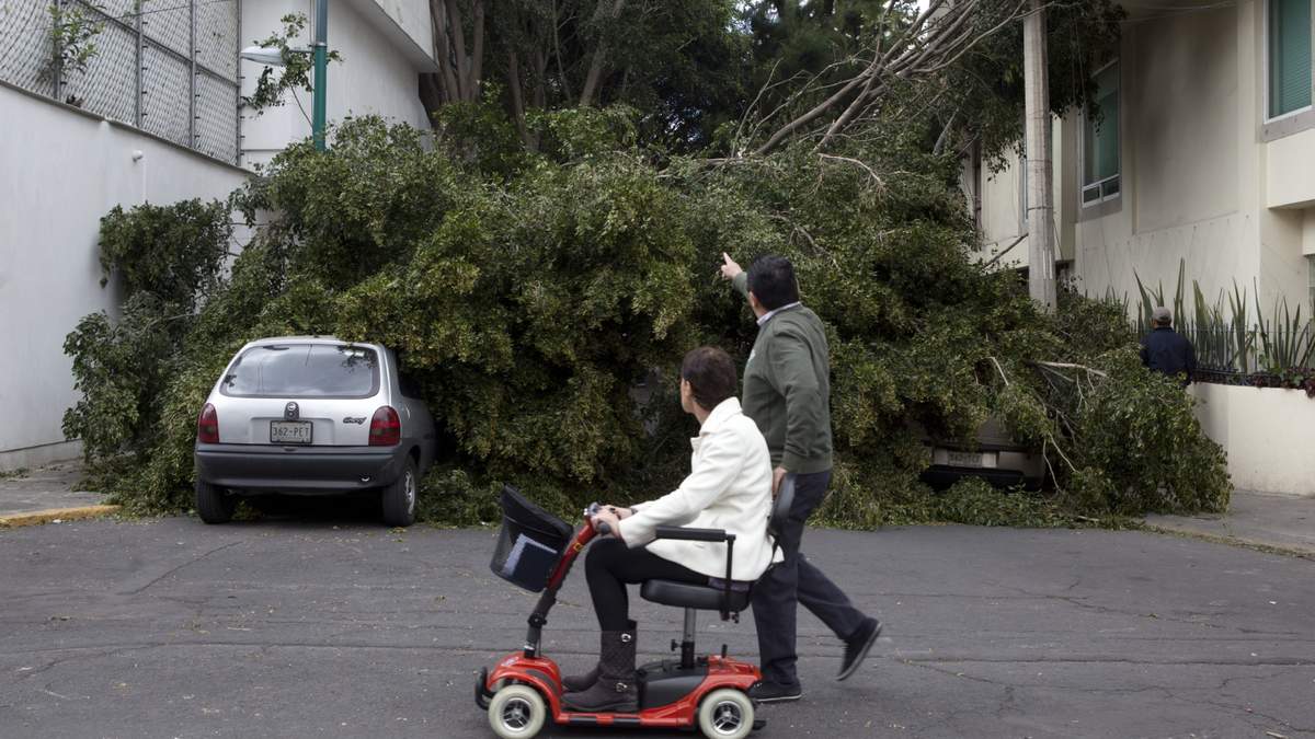 Fuertes vientos derriban un árbol en la Ciudad de México (imagen ilustrativa)
