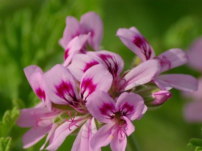 La planta que crece sin esfuerzo en tu balcón y es perfecta para ahuyentar los mosquitos