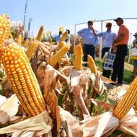 El Gobierno aplica medidas a las exportaciones de granos