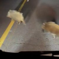 Preocupación en Loncopué y Las Lajas por la presencia de jabalíes salvajes en las rutas